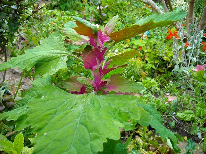 Chenopodium giganteum